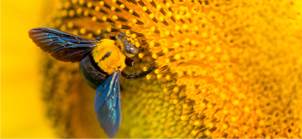 Closeup of a bee on a sunflower.