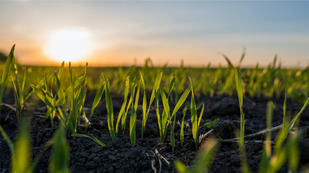 A field of crop plants on soil.