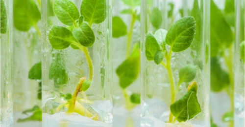 Image of potato plants in tubes. 