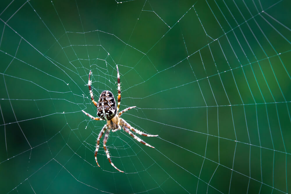 Spider and web. 