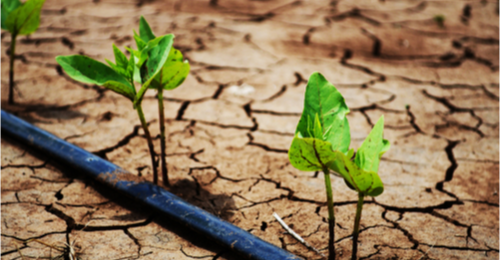 Agriculture concept photo. 